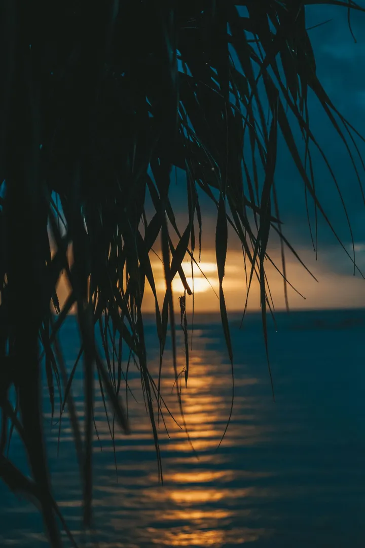 Des folioles de palme pendent en silhouette devant un soleil bas, dont la colonne de lumière dorée court sur une mer sombre jusqu’au bas du cadre.